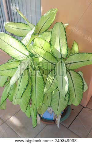 Dieffenbachia Or Dumb Cane Or Dumb Cane Plant In The Flowerpot