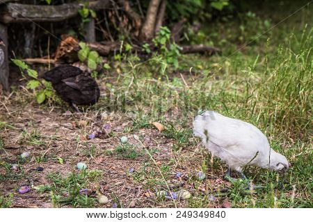 Chickens being fed in a yard