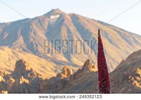 Endemic Beautiful Flower Tajinaste Rojo (echium Wildpretii) With Peak Of Pico Del Teide Volcano In B