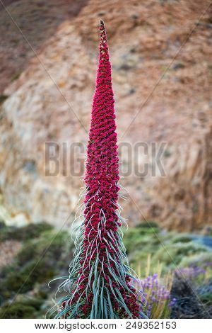 Endemic Beautiful Flower Tajinaste Rojo (echium Wildpretii) On Rocky Background. Teide National Park