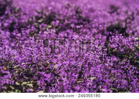 Lavender Flowers At Sunlight In A Soft Focus, Pastel Colors And Blur Background.