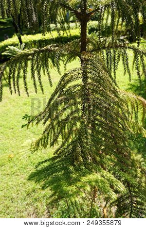 Soft Focus Of Branch And Leaves Pine Tree In The Morning, Ecological Concept, Space For Text In Temp