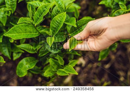Women Hand Finger Picking Up Tea Leaves At A Tea Plantation For Product , Natural Selected , Fresh T