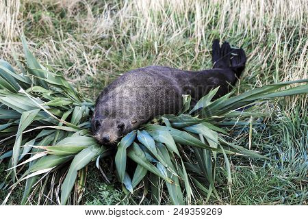 New Zealand fur seal (Arctocephalus forsteri) resting on flax bush