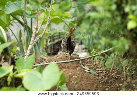 Chicken Hen Walking In A Garden With Her Chicks