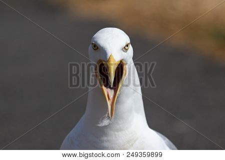 A Seagull With Open Beak Calling With Its High Pitched Squeal