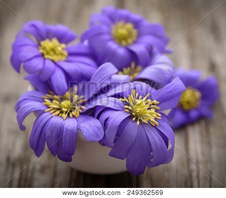 Anemone Blanda Blue Shades Or Grecian Windflowers On Wooden Surface