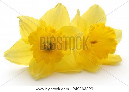 Closeup Of Flower Daffodil Over White Background