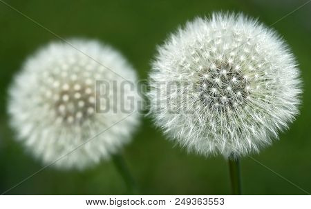 Close Up Of Dandelion Seeds Nature Outdoor