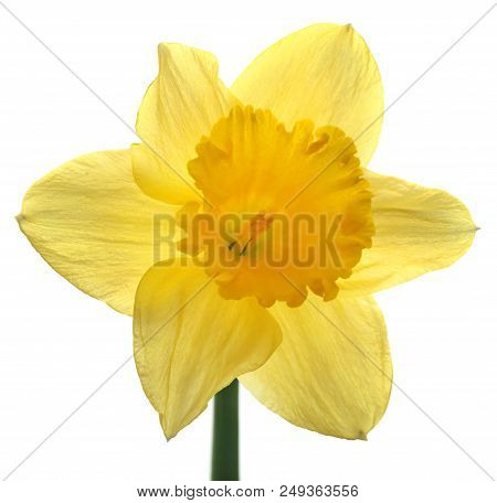 Closeup Of Flower Daffodil Over White Background