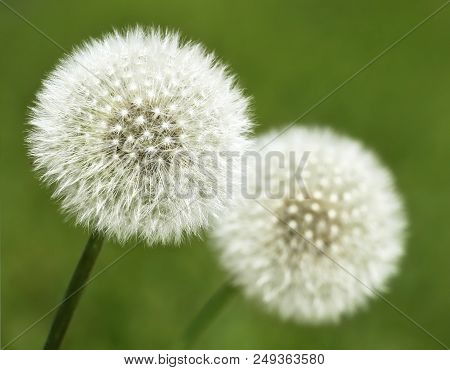 Close Up Of Dandelion Seeds Nature Outdoor