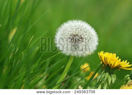 Closeup Of Dandelion Seeds Outdoor At Sunset