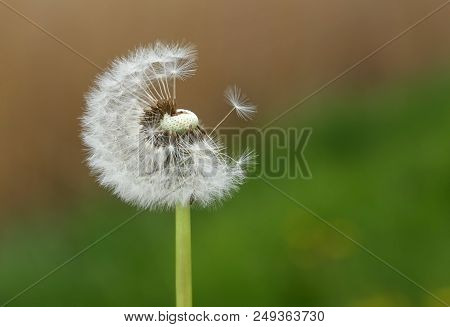 Closeup Of Dandelion Seeds Outdoor At Sunset