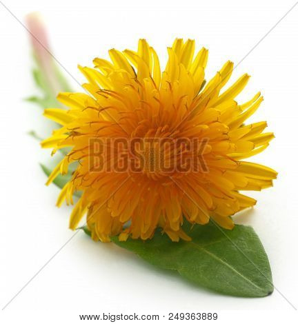 Closeup Of Medicinal Dandelion Over White Background