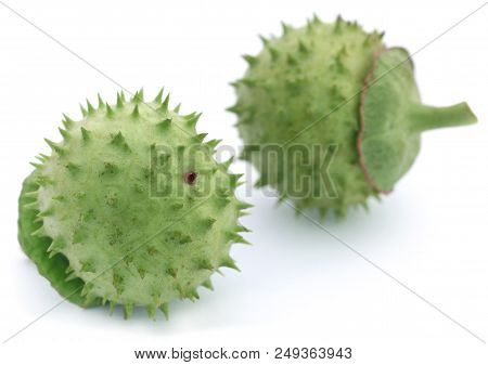 Closeup Of Medicinal Datura Fruits Over White Background
