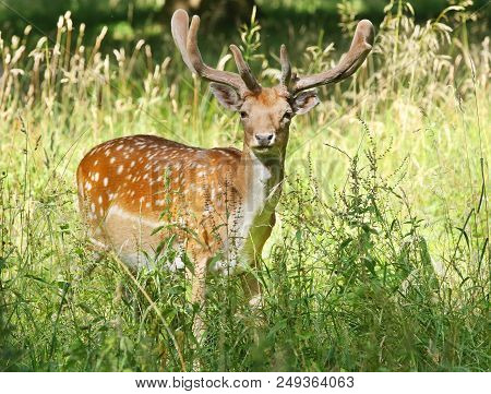 Fallow Deer In Dyrehaven, Klampenborg, Denmark ,outdoor