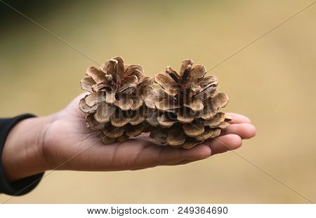 Closeup Of Hand Holding Pine Cone Nature Outdoor