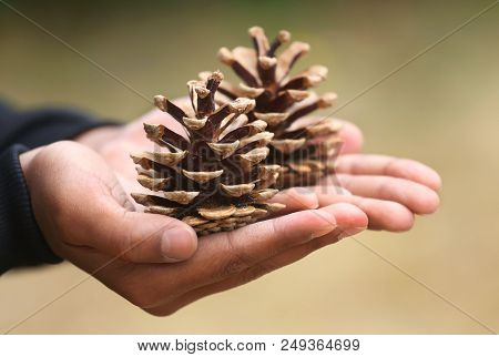 Closeup Of Hand Holding Pine Cone Nature Outdoor