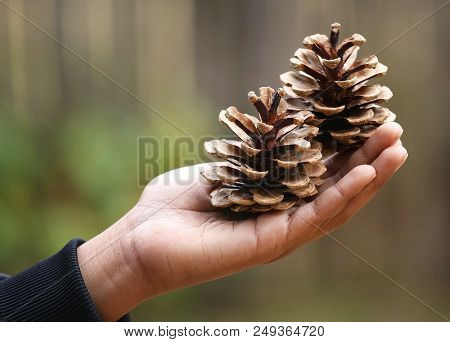 Closeup Of Hand Holding Pine Cone Nature Outdoor