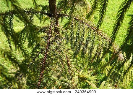 Soft Focus Of Branch And Leaves Pine Tree In The Morning, Ecological Concept, Space For Text In Temp