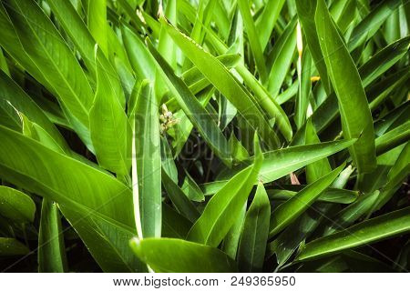 Natural Tropical Green Leafs Against With  Sunlight.