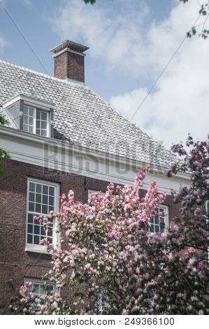 Pink Trees In Front Of The New Building