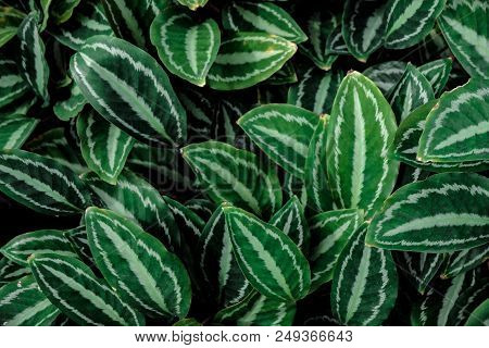 Creative Layout Green Spotted Leafs For Flat Lay Which It Is Natural Background And Wallpaper For De
