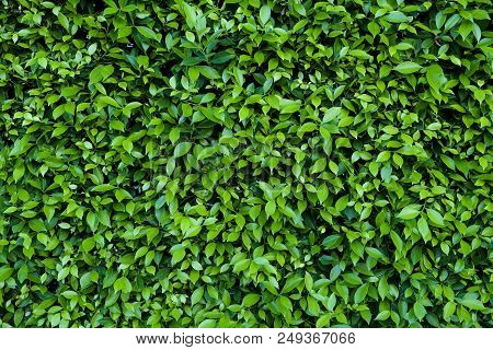 Natural Green Leaves For Background And Wallpaper Which It Can Use For Online Advertisement.