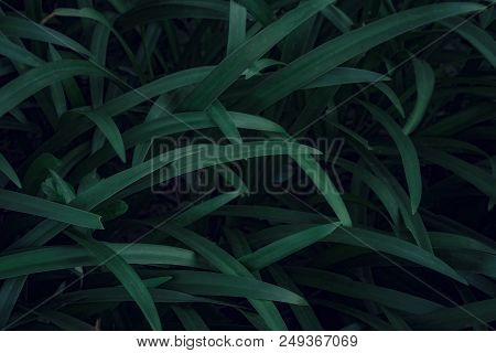 Creative Dark Green And Long Leafs On Black Background For Wallpaper And Backdrop.