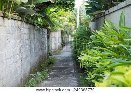 Grey Road In A Park With Lots Of Plants