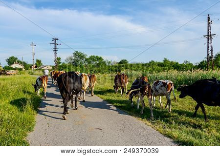 Two Shepherds Are Driving A Herd Of Bloodstock Domestic Cows Home To The Barn After Pasture On Aspha