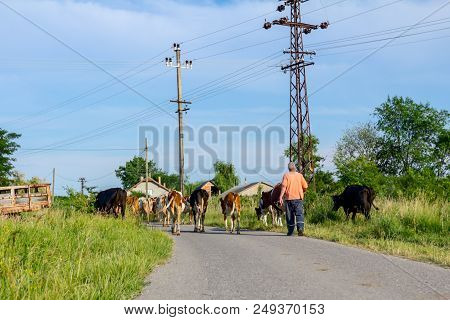 Two Shepherds Are Driving A Herd Of Bloodstock Domestic Cows Home To The Barn After Pasture On Aspha