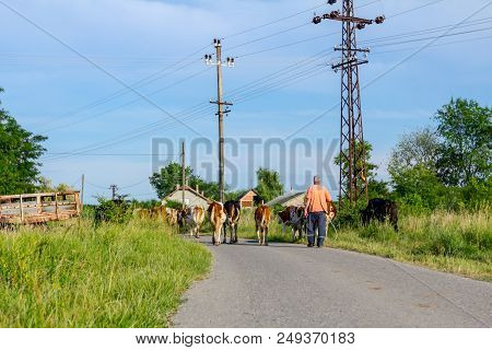 Two Shepherds Are Driving A Herd Of Bloodstock Domestic Cows Home To The Barn After Pasture On Aspha