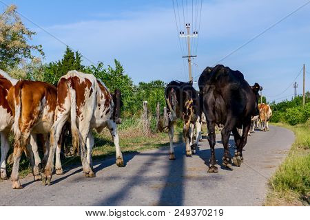 Two Shepherds Are Driving A Herd Of Bloodstock Domestic Cows Home To The Barn After Pasture On Aspha