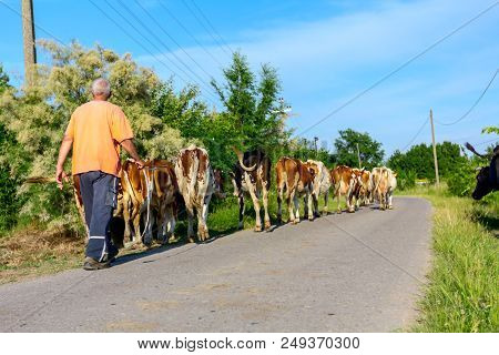 Two Shepherds Are Driving A Herd Of Bloodstock Domestic Cows Home To The Barn After Pasture On Aspha