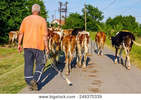 Two Shepherds Are Driving A Herd Of Bloodstock Domestic Cows Home To The Barn After Pasture On Aspha