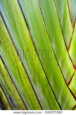 Texture On Body Of Traveler's Palm, Ravenala Banana