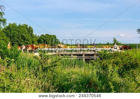 Shepherds Are Driving Herd Of Bloodstock Domestic Cows Home, To The Barn After Pasture, A Across The