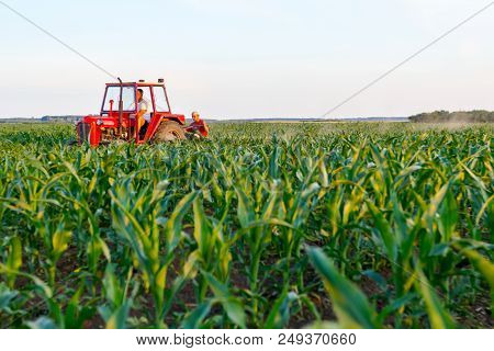 Jasa Tomic, Vojvodina, Serbia - June 3, 2017: Farmers With Tractor Are Cultivating Field With Young 