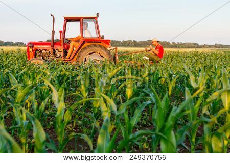 Jasa Tomic, Vojvodina, Serbia - June 3, 2017: Farmers With Tractor Are Cultivating Field With Young 