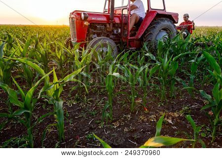 Jasa Tomic, Vojvodina, Serbia - June 3, 2017: Farmers With Tractor Are Cultivating Field With Young 
