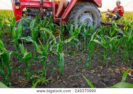 Jasa Tomic, Vojvodina, Serbia - June 3, 2017: Farmers With Tractor Are Cultivating Field With Young 