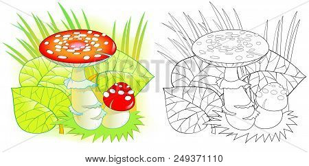 Colorful And Black And White Pattern For Coloring. Drawing Of Poisonous Mushroom. Worksheet For Chil
