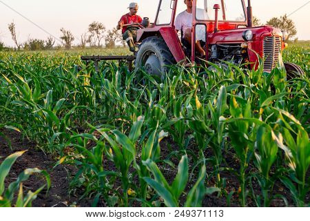 Jasa Tomic, Vojvodina, Serbia - June 3, 2017: Farmers With Tractor Are Cultivating Field With Young 