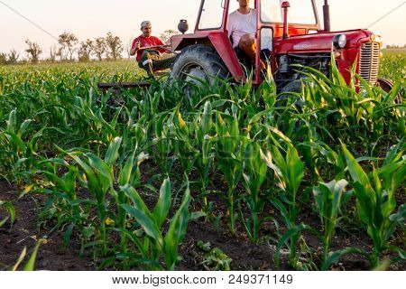 Jasa Tomic, Vojvodina, Serbia - June 3, 2017: Farmers With Tractor Are Cultivating Field With Young 