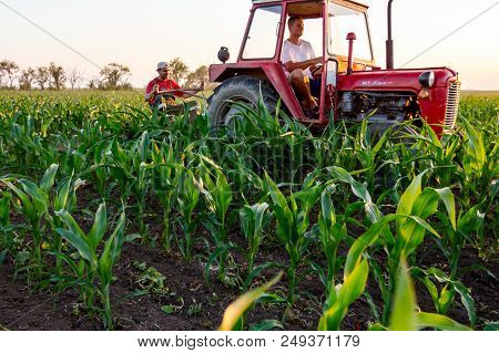 Jasa Tomic, Vojvodina, Serbia - June 3, 2017: Farmers With Tractor Are Cultivating Field With Young 