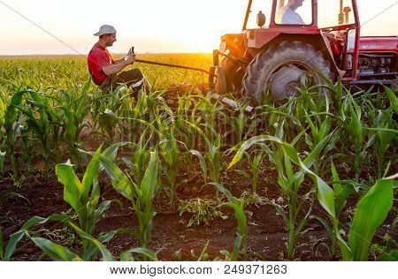 Jasa Tomic, Vojvodina, Serbia - June 3, 2017: Farmers With Tractor Are Cultivating Field With Young 