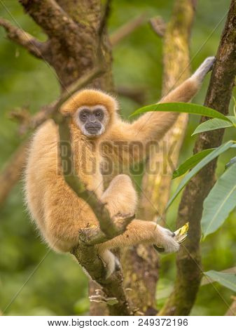 Lar Gibbon (hylobates Lar), Also Known As The White-handed Gibbon Resting On Branch In Rainforest Ju