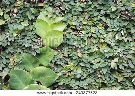 Green Alive Wall With Climbing Plant And  Lots Of Leaves