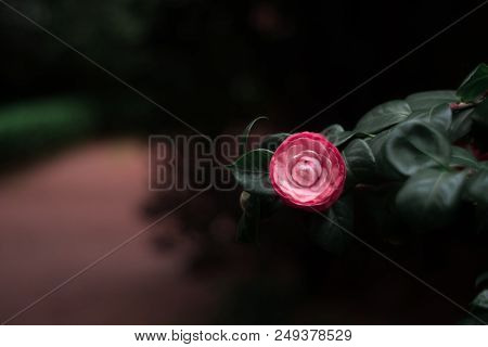 One Red Blossom On A Dark Background In The Park